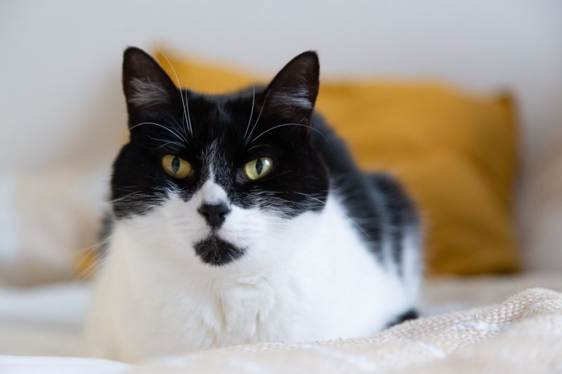 Sesión recién nacido en domicilio