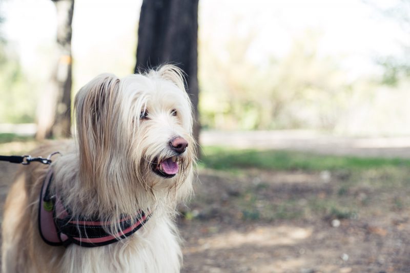 Sesión de fotos de embarazo en exteriores